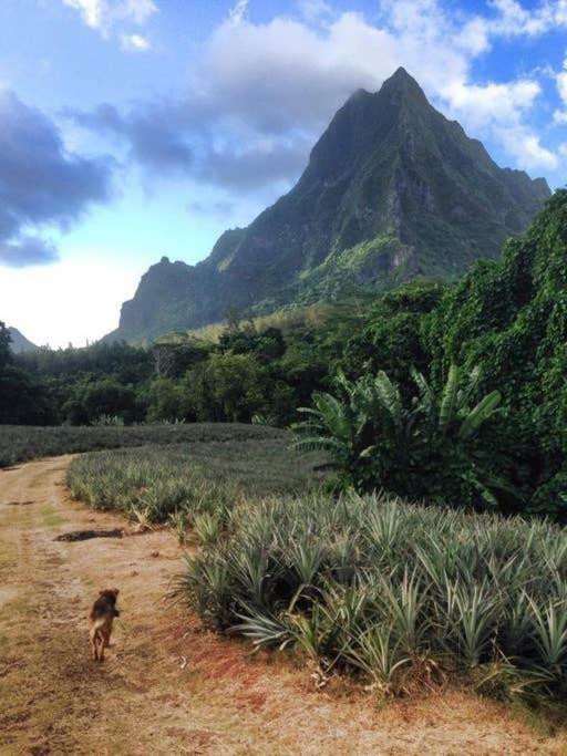 Fare Haurevaiti Moorea Paopao المظهر الخارجي الصورة