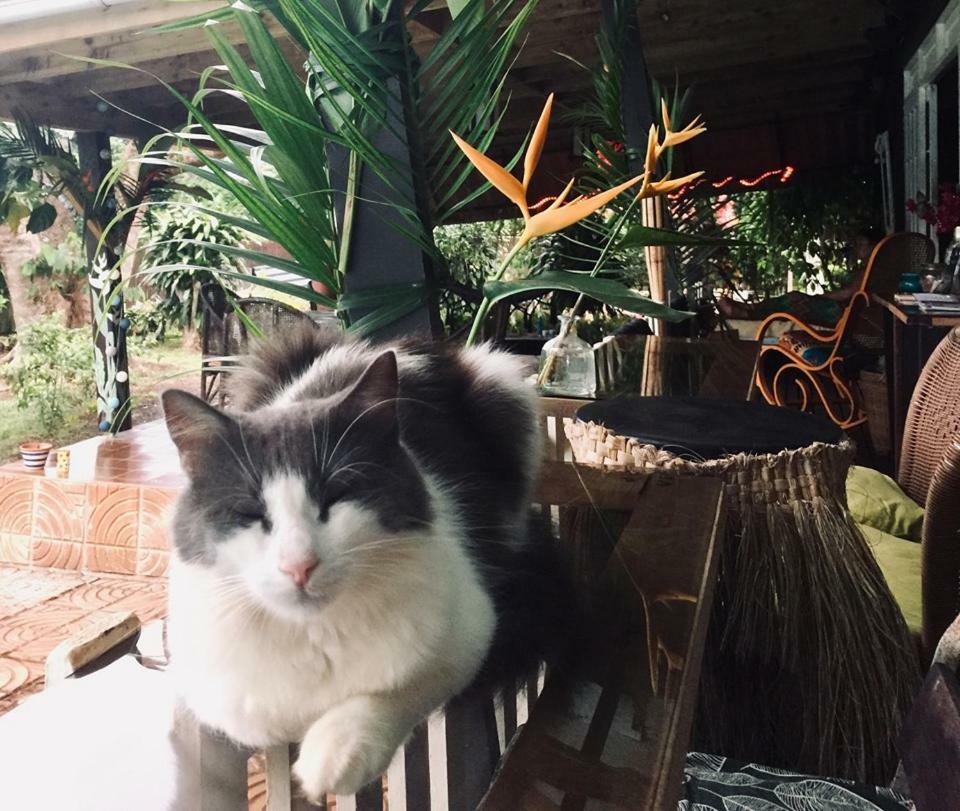 Fare Haurevaiti Moorea Paopao المظهر الخارجي الصورة